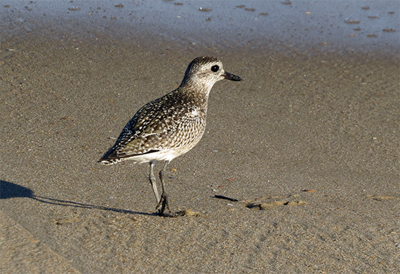 Black-bellied Plover by Simon Thompson